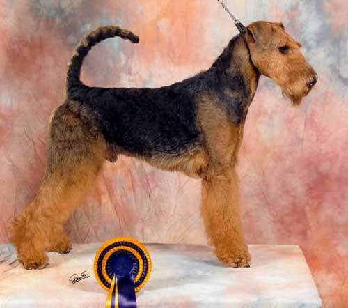Orlando of the Aire Victory