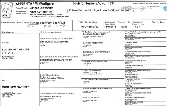 Entwurf Ahnentafel R-Wurf