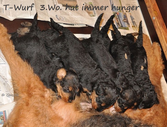 T-Wurf